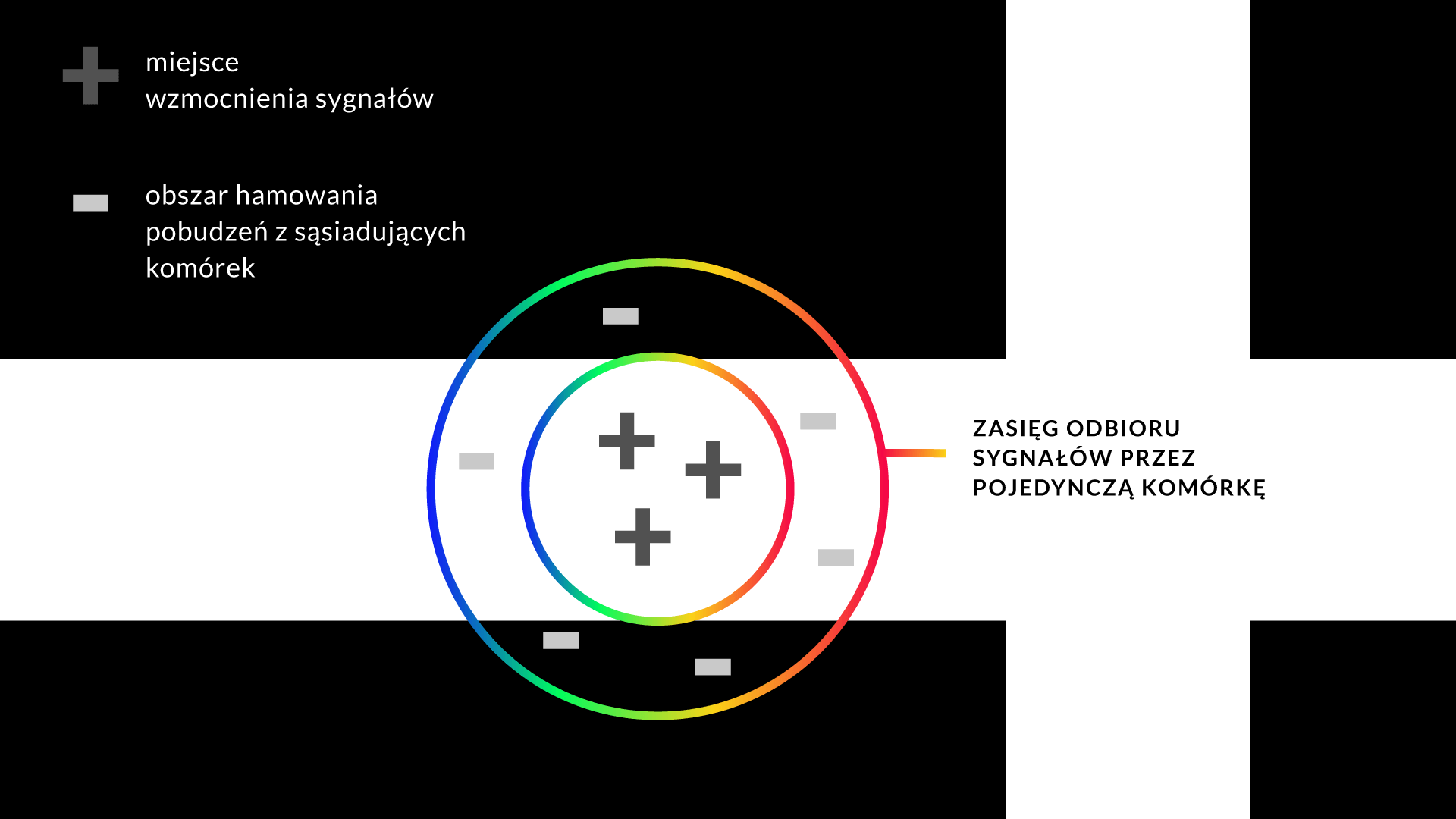 Wyjaśnienie działania mechanizmu hamowania obocznego. Grafika na podstawie: Ross Lab, Making Sense of the Hermann Grid Illusion